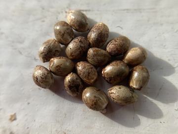 Sell: 20 x Ko Chang seeds