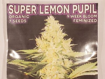 Sell: Mass Medical - 'Super Lemon Pupil'