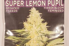 Sell: Mass Medical - 'Super Lemon Pupil'