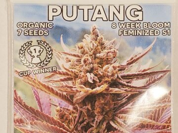 Sell: Mass Medical - 'Putang' (Tangie x Star Pupil)