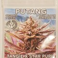 Vente: Mass Medical - 'Putang' (Tangie x Star Pupil)