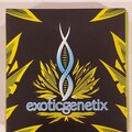 Sell: Exoticgenetix - 'Sunset Runtz' (Sherb x Runtz)