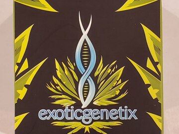 Sell: Exotic genetix - 'Runtz z' (Runtz x Rainbow Chip)