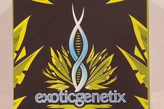Sell: Exotic genetix - 'Runtz z' (Runtz x Rainbow Chip)