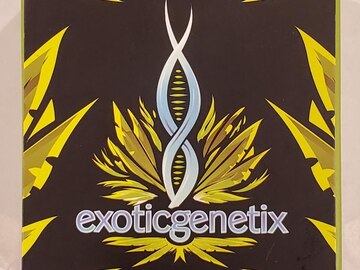 Vente: Exoticgenetix - 'Baker's Dozen' (Milk & Cookies x Rainbow Chip)