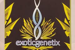 Vente: Exoticgenetix - 'Baker's Dozen' (Milk & Cookies x Rainbow Chip)