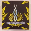 Sell: Exoticgenetix - 'Baker's Dozen' (Milk & Cookies x Rainbow Chip)