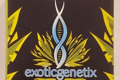 Sell: Exoticgenetix - 'Designer Runtz' (Luxuriotti x Runtz)