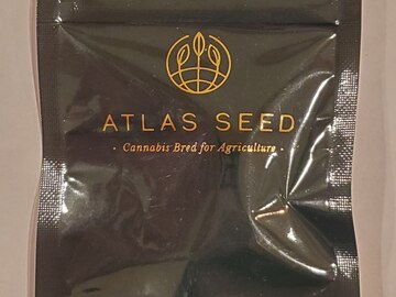 Venta: Atlas Seed - 'Face Fat' (GMO 8 x Fatso 84)