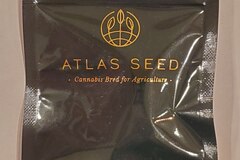 Sell: Atlas Seed - 'Face Fat' (GMO 8 x Fatso 84)