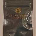 Sell: Atlas Seed - 'Face Fat' (GMO 8 x Fatso 84)