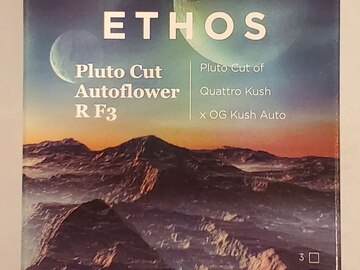 Venta: Ethos – 'Pluto Cut Autoflower R F3' (Quattro Kush x OG Kush Auto)