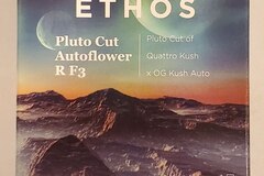 Sell: Ethos – 'Pluto Cut Autoflower R F3' (Quattro Kush x OG Kush Auto)