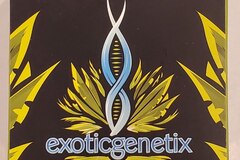 Sell: Exoticgenetix - 'Fritter Glitter' (Apple Fritter x Red Runtz)