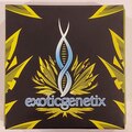 Vente: Exoticgenetix - 'Fritter Glitter' (Apple Fritter x Red Runtz)