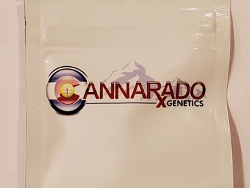 Sell: Cannarado - 'House Margy' (Forum GSC x Frozen Margy)