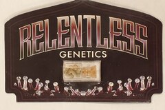 Vente: Relentless Genetics - 'Cherry Banana Split'