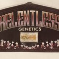 Sell: Relentless Genetics - 'Cherry Banana Split'