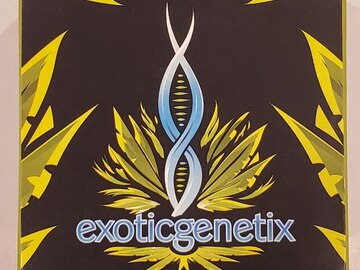 Vente: Exoticgenetix - 'Popscotti' (Biscotti x Red Pop)
