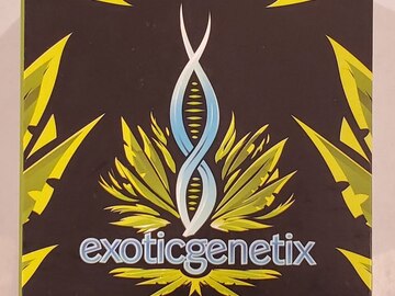 Vente: Exoticgenetix - 'Big League Sherb' (Sherb x Rainbow Chip)