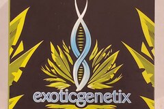 Sell: Exoticgenetix - 'Big League Sherb' (Sherb x Rainbow Chip)
