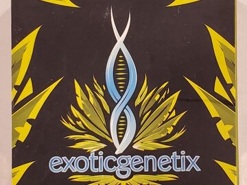 Sell: Exotic genetix - 'The Woah!!!' (Wojo Mints x Rainbow Chip)