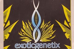 Vente: Exotic genetix - 'The Woah!!!' (Wojo Mints x Rainbow Chip)