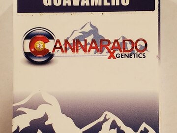 Vente: Cannarado - 'Guavamero' (Guava Gelato x Cocomero)