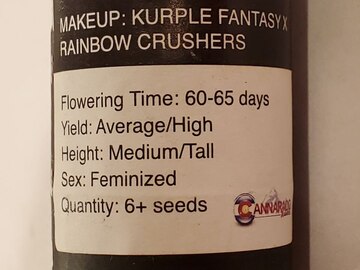 Vente: Cannarado - Kurple Fantasy x Rainbow Crushers