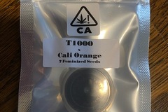 Sell: CSI HUMBOLDT - T-1000 x CALI-O