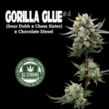 Vente: Gorilla Glue #4