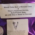 Venta: Bloodcake bx1 x Mimosa cake x Thors hame XXL f2