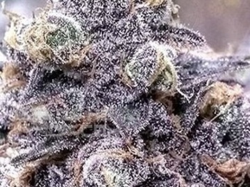 Sell: Mike’s Purple Haymaker by: TwinFlameSeedCo.