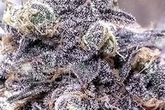 Vente: Mike’s Purple Haymaker by: TwinFlameSeedCo.