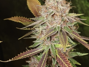 Sell: Super Silver Sasquatch by: TwinFlameSeedCo.