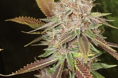 Sell: Super Silver Sasquatch by: TwinFlameSeedCo.