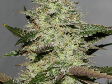 Sell: CM Skunk by : TwinFlameSeedCo.