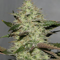 Sell: CM Skunk by : TwinFlameSeedCo.
