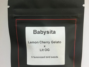 Sell: Babysita from LIT Farms