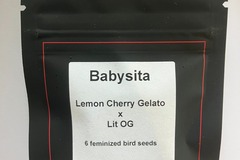 Venta: Babysita from LIT Farms
