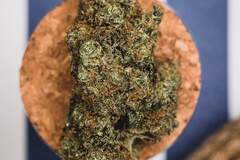 Sell: Concentrated Genetics - Sex Monkey