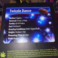 Sell: Twizzle Dance by Exotic Genetix