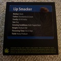 Vente: Lip smacker by exotic Genetix