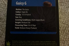 Vente: Guicy G by exotic Genetix