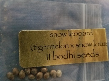 Vente: Snow leopard. Bodhi seeds