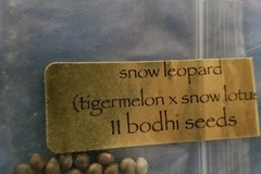 Venta: Snow leopard. Bodhi seeds