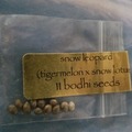 Sell: Snow leopard. Bodhi seeds