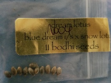 Sell: Dream lotus  Bodhi seeds