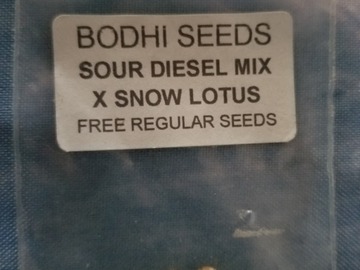 Venta: Sour d mix snow lotus  Bodhi seeds