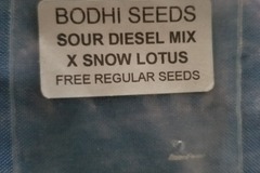 Sell: Sour d mix snow lotus  Bodhi seeds